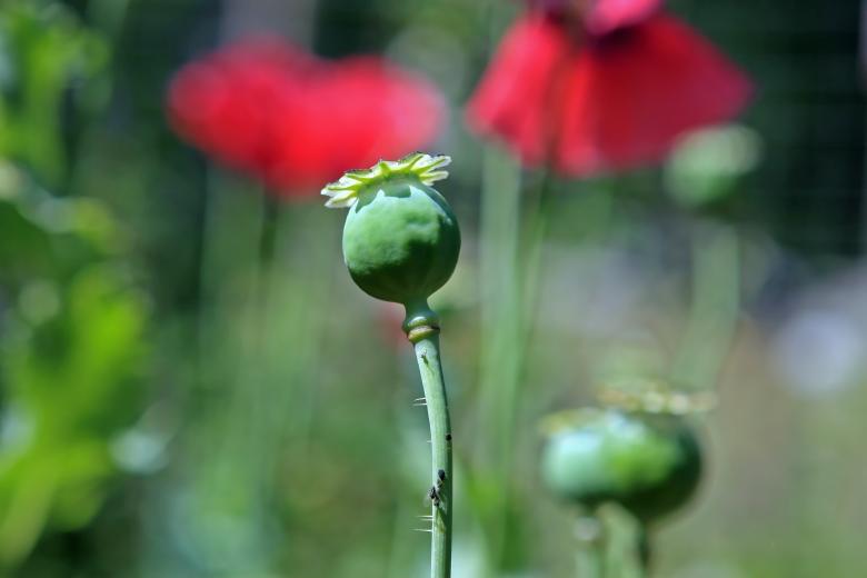 Free stock image of Agricultural  created by Pixabay