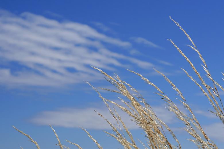 Free stock image of Field created by Pixabay