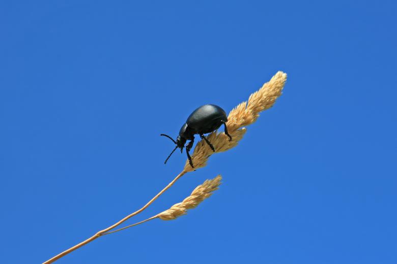 Free stock image of Fly created by Pixabay