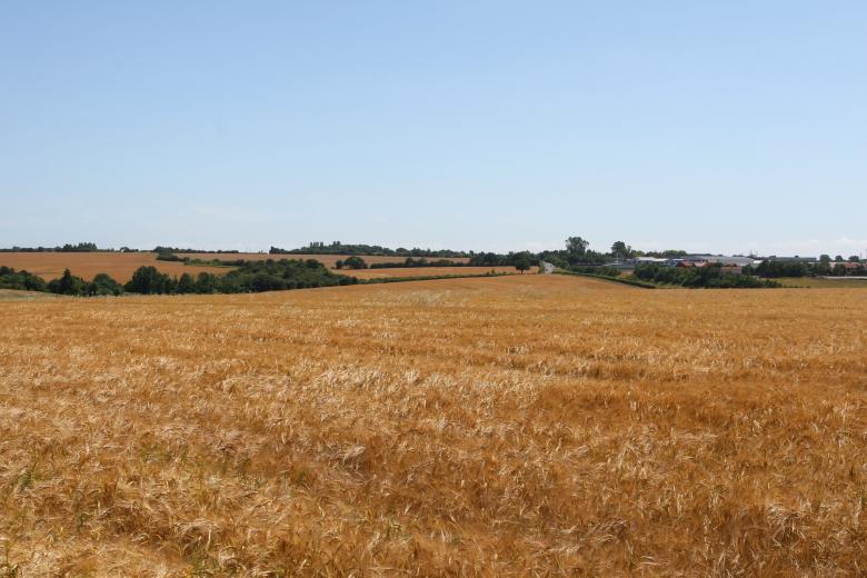 Free stock image of Crop created by Pixabay