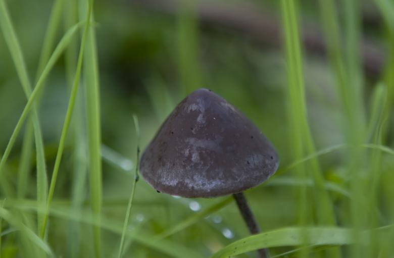 Free stock image of Mushroom created by Pixabay