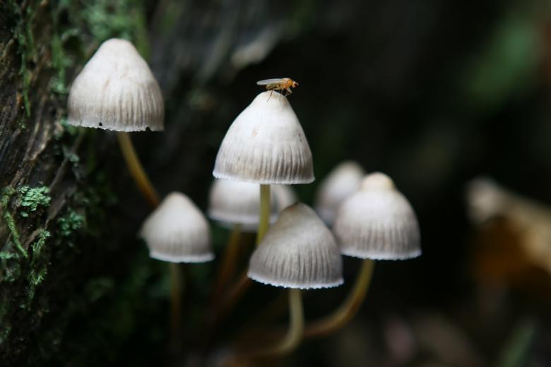 Free stock image of Wild created by Pixabay