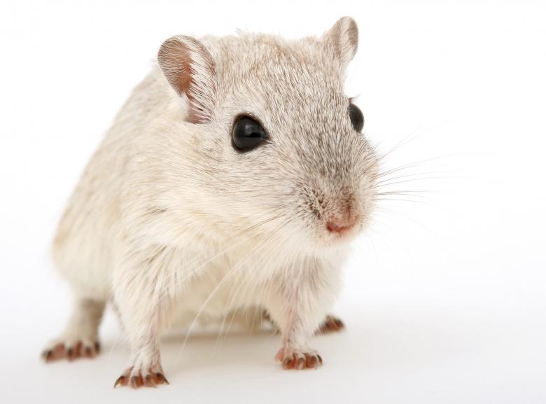 Free stock image of Fast White Mouse created by Pixabay