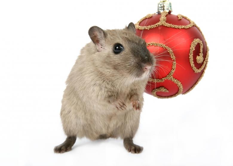 Free stock image of Christmas Mouse created by Pixabay