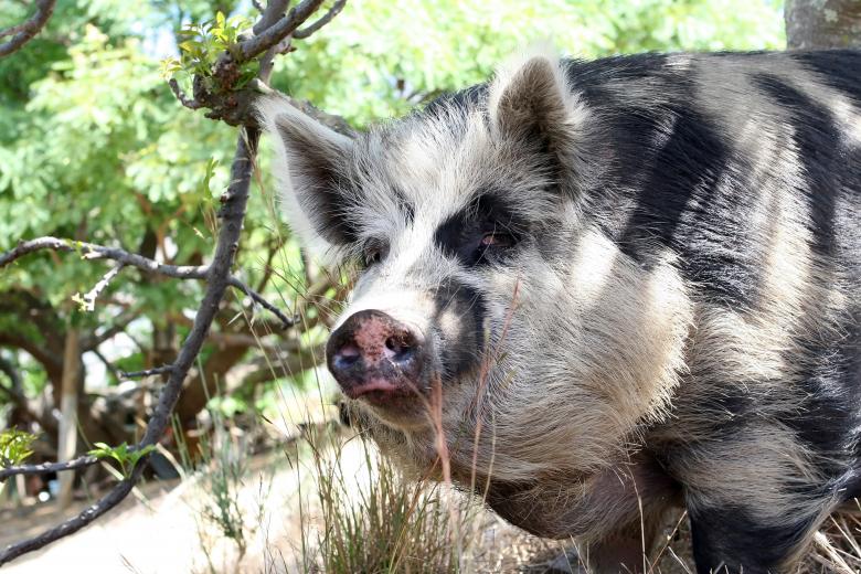 Free stock image of Pig created by Pixabay
