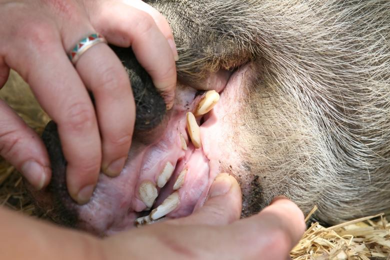 Free stock image of Boar created by Pixabay