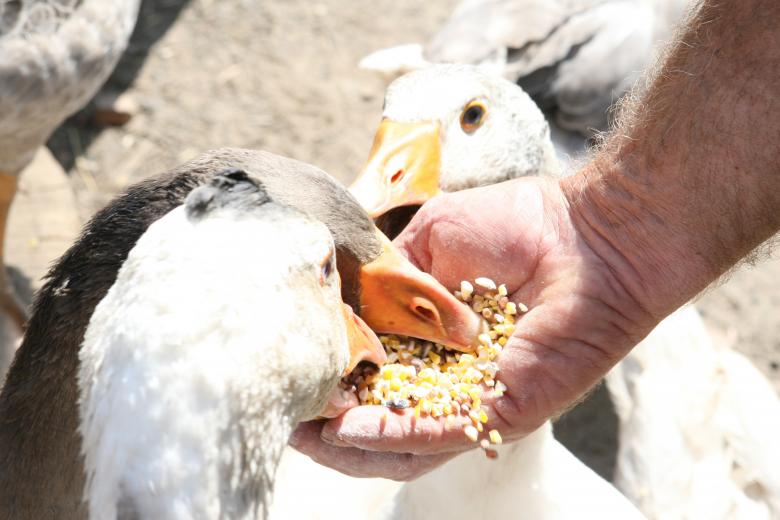 Free stock image of Feeding the Ducks created by Pixabay