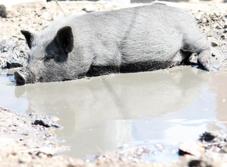 Free stock image of Black pig created by Pixabay