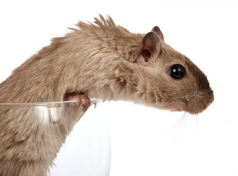 Free stock image of Brown Mouse Reaching created by Pixabay