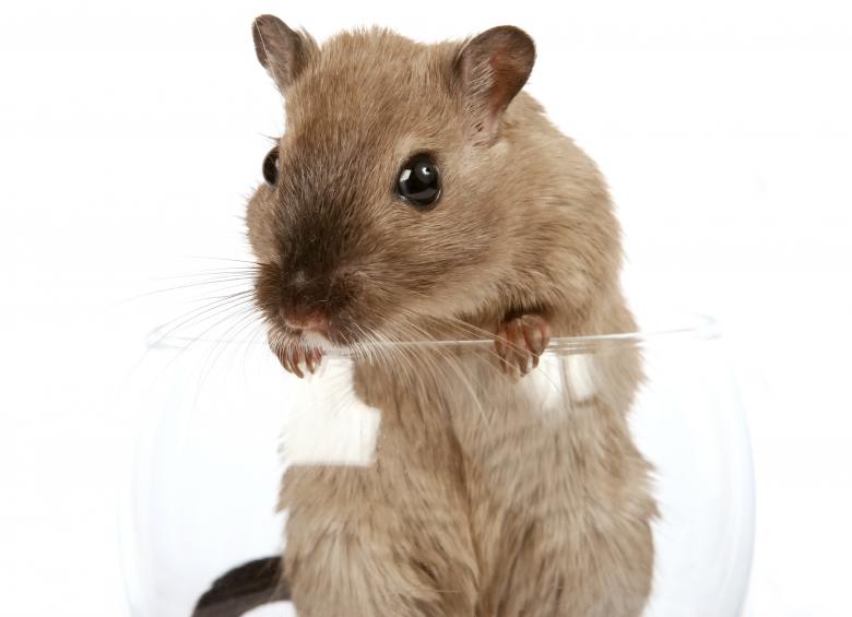 Free stock image of Brown Mouse in Glass created by Pixabay