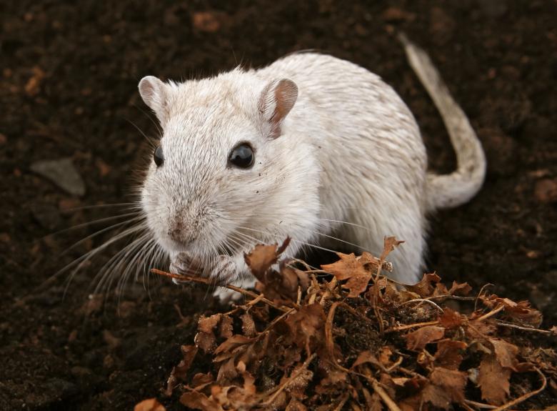 Free stock image of White Mouse - Outdoors created by Pixabay