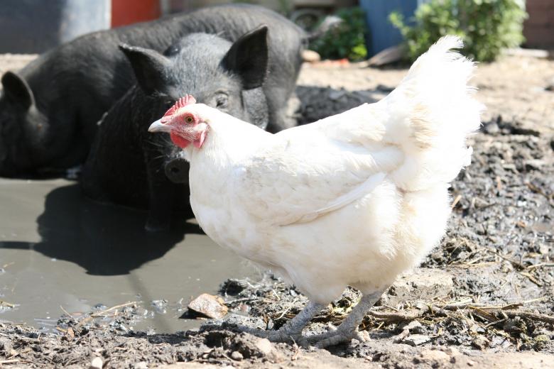 Free stock image of Hen created by Pixabay