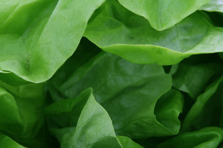 Free stock image of Green Leaves created by Pixabay