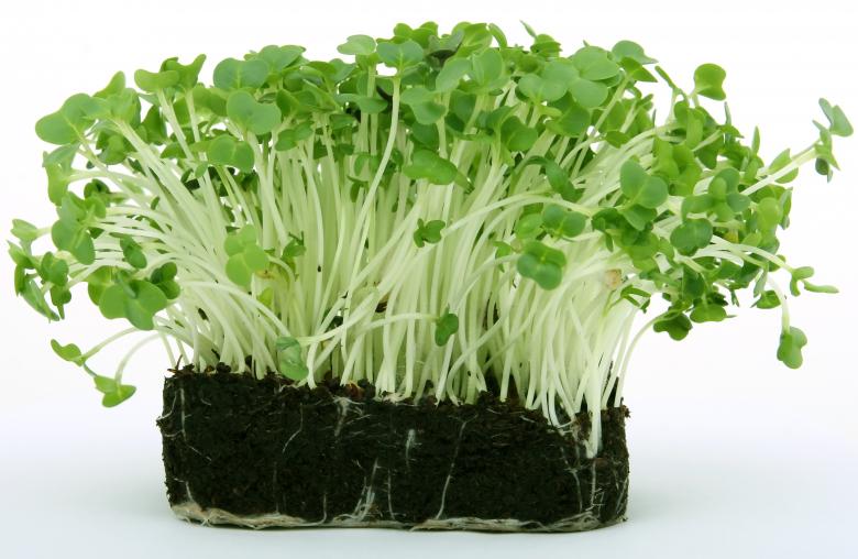 Free stock image of Appetite - Green Herbs created by Pixabay