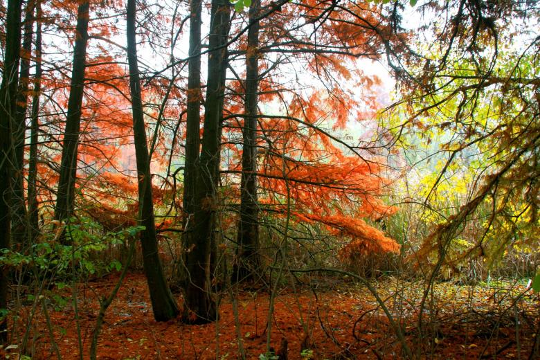 Free stock image of Colors of Nature created by Pixabay