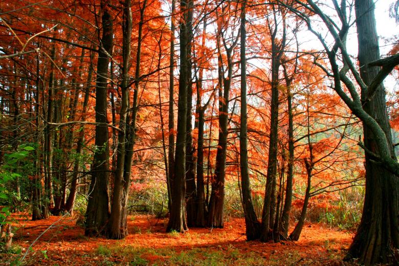 Free stock image of Autumn created by Pixabay