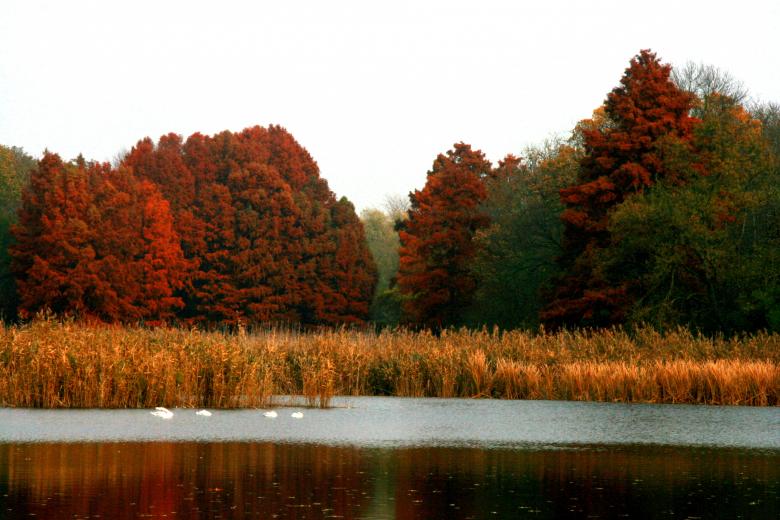 Free stock image of Colors of Nature created by Pixabay