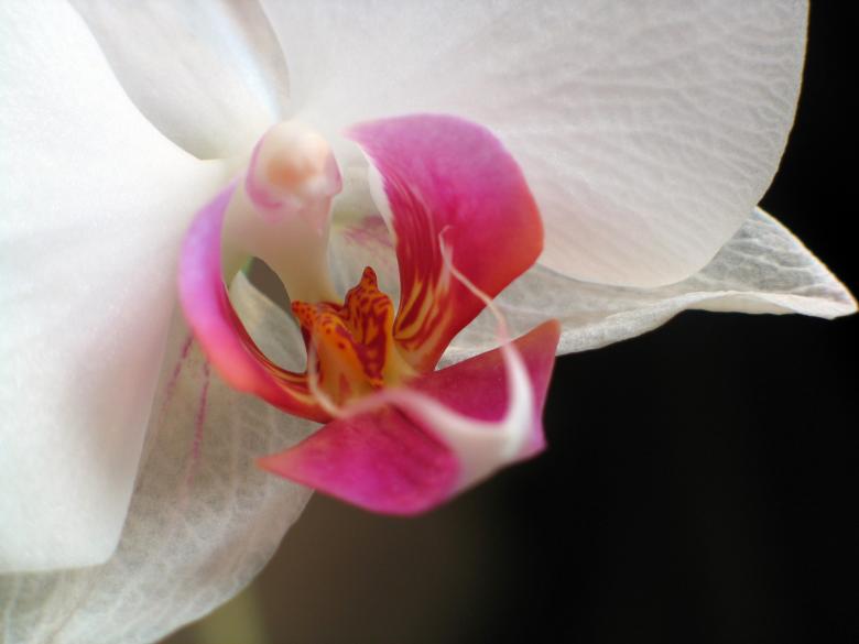 Free stock image of Nature created by Pixabay