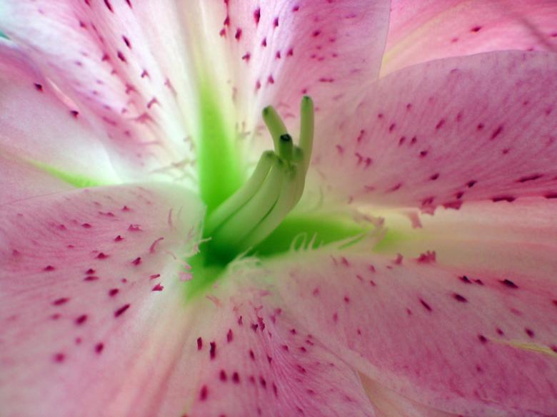 Free stock image of Beautiful Flower created by Pixabay
