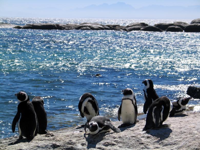 Free stock image of Penguins created by Pixabay
