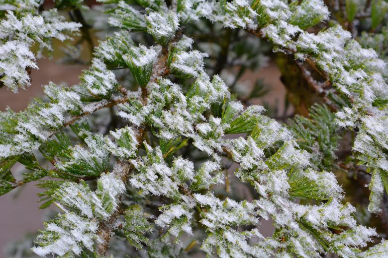 Free stock image of Cedar created by Pixabay