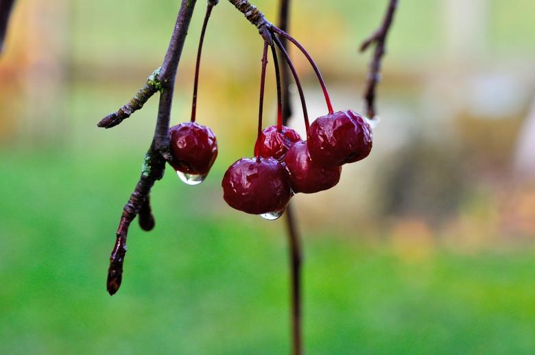Free stock image of Cherries created by Pixabay