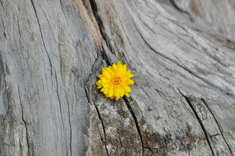 Free stock image of Yellow Flower created by Pixabay