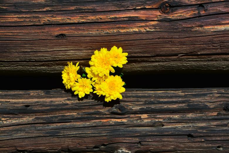Free stock image of Chrysanthemums created by Pixabay