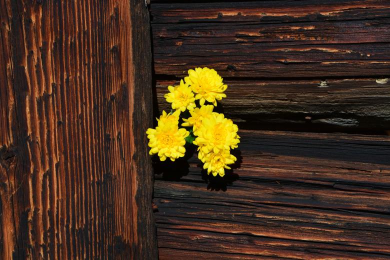 Free stock image of Flowers created by Pixabay