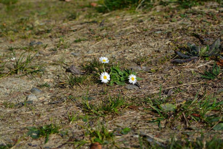Free stock image of White Daisy created by Pixabay