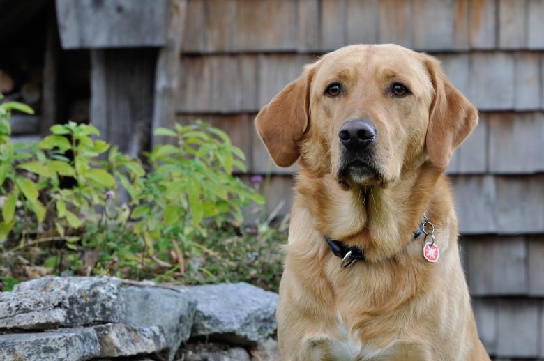 Free stock image of Dog created by Pixabay