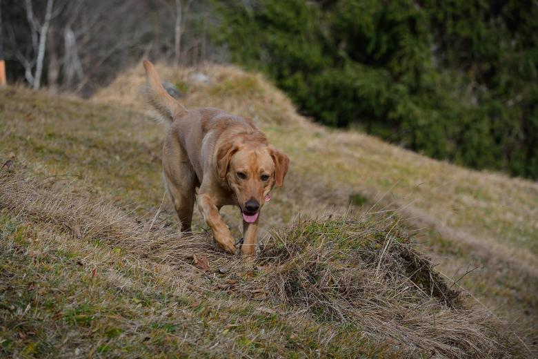 Free stock image of Pet created by Pixabay