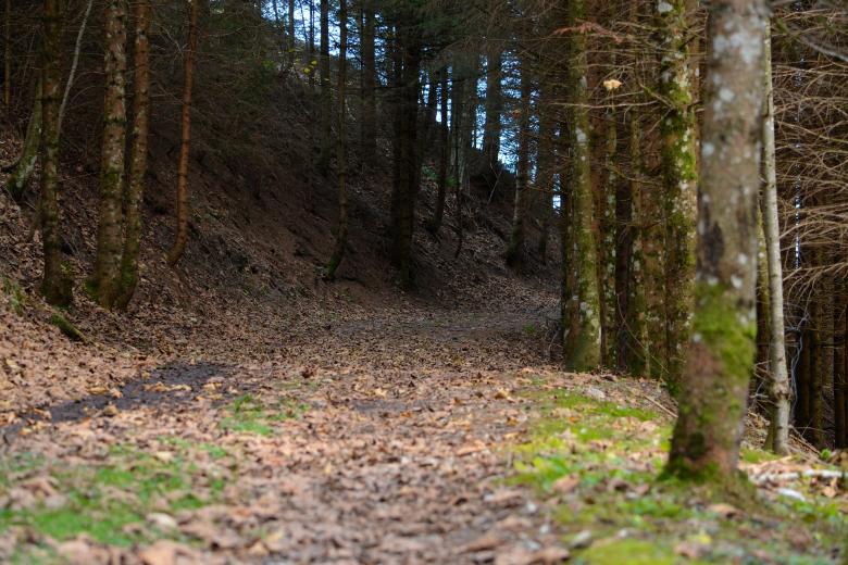 Free stock image of In the Woods created by Pixabay