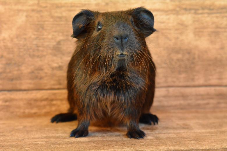 Free stock image of Cute created by Pixabay