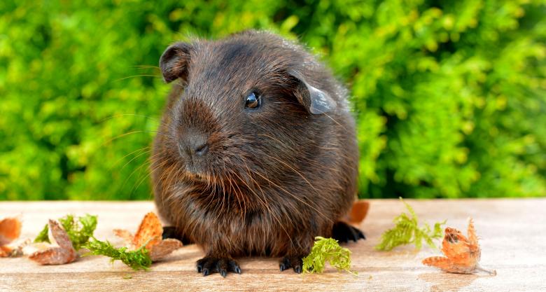 Free stock image of Pet created by Pixabay