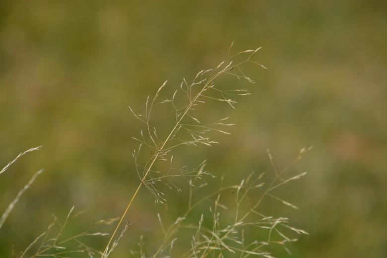 Free stock image of Grass created by Pixabay