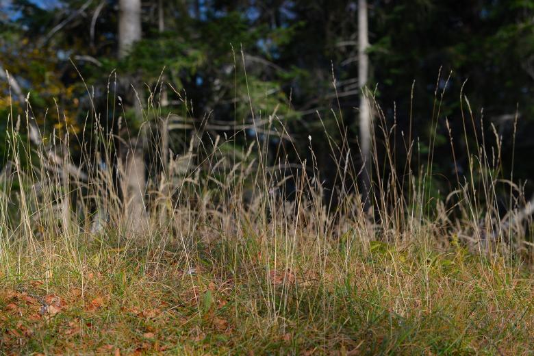 Free stock image of Grass created by Pixabay