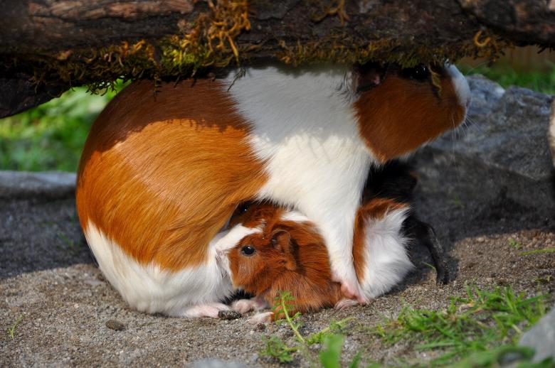 Free stock image of Guinea created by Pixabay