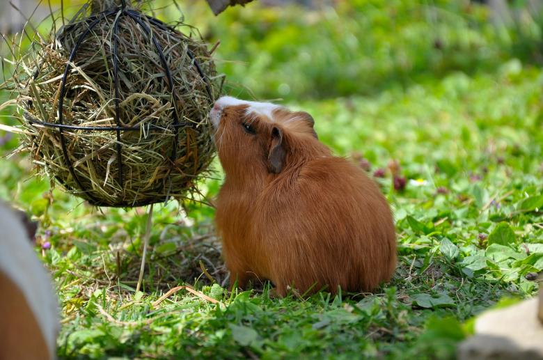 Free stock image of Pet created by Pixabay