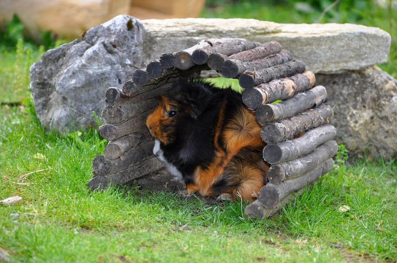 Free stock image of Pet created by Pixabay