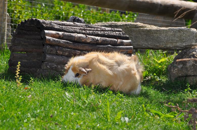 Free stock image of Pet created by Pixabay
