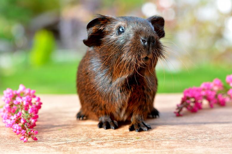 Free stock image of Guinea created by Pixabay