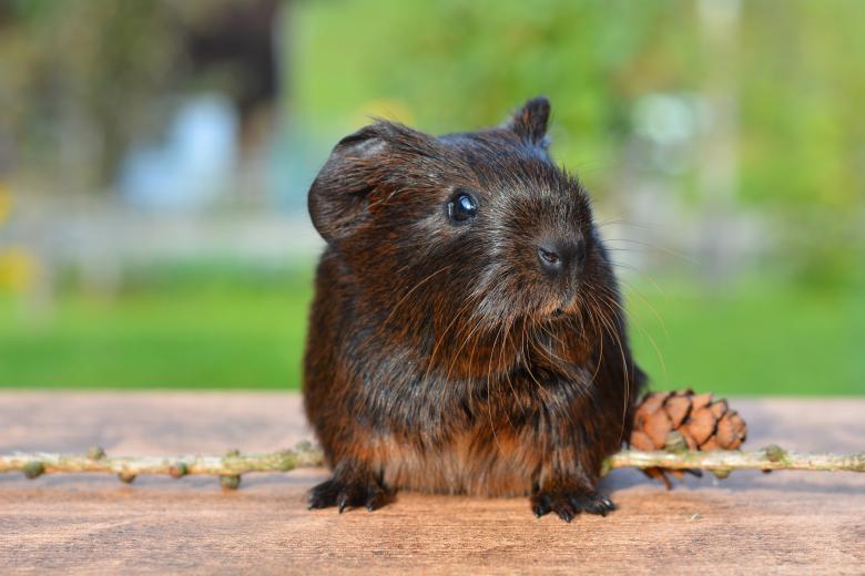 Free stock image of Guinea created by Pixabay