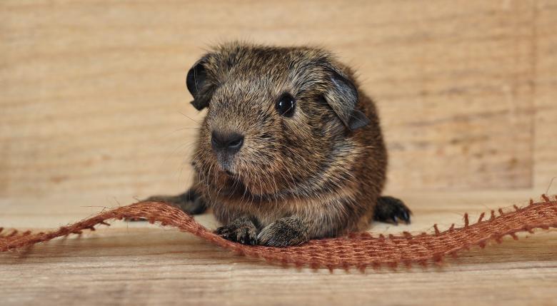 Free stock image of Adorable created by Pixabay