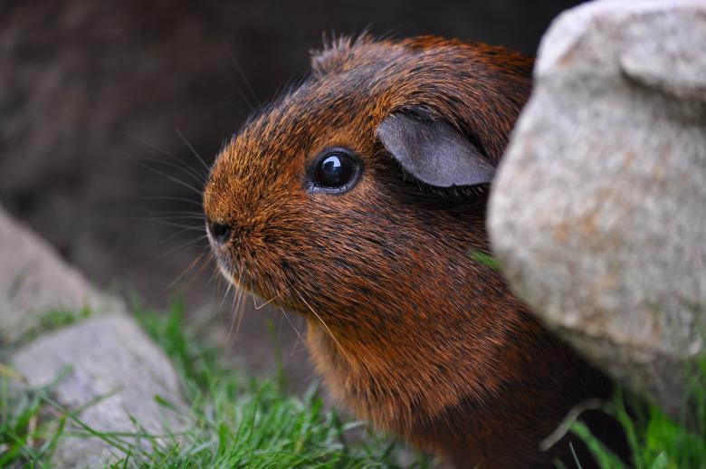 Free stock image of Guinea Pig created by Pixabay
