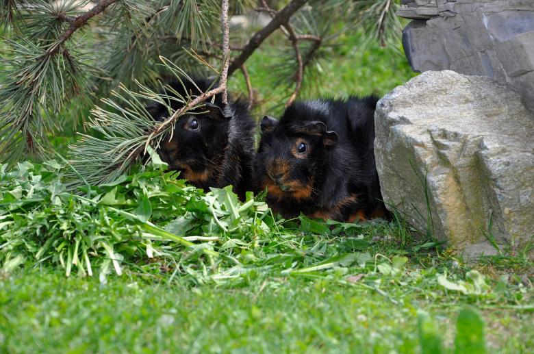 Free stock image of Guinea created by Pixabay