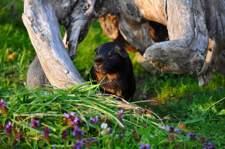 Free stock image of Cute created by Pixabay