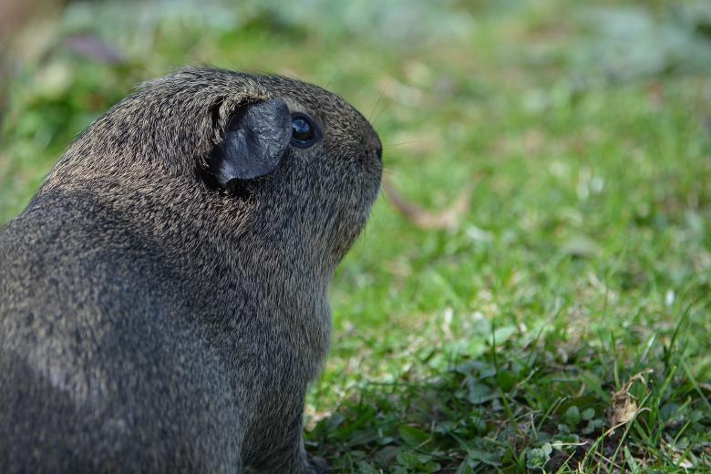Free stock image of Guinea created by Pixabay