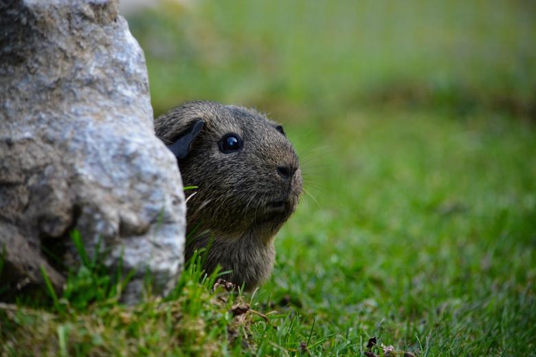 Free stock image of Little created by Pixabay