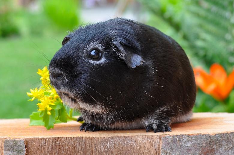 Free stock image of Cute  created by Pixabay